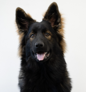 cimba